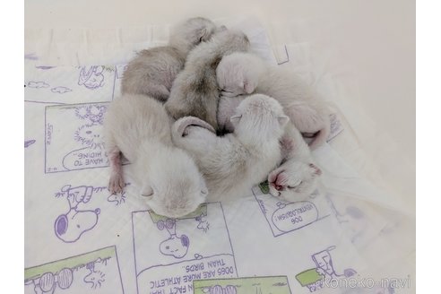 販売中の東京都のバーミラ-120414の3枚目